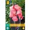 Cibuľa Canna Pink Futurity 1 ks JUB