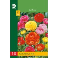 Cibuľový žltohlav (Ranunculus) Mix 10 kusov JUB