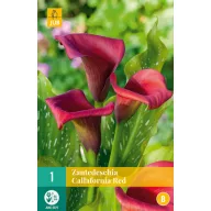   Kvetinová cibuľka Zantedeschia Callafornia červená 1 ks JUB