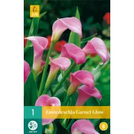 Kvetinová žiarovka Zantedeschia Garnet Glow 1 ks JUB
