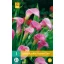 Kvetinová žiarovka Zantedeschia Garnet Glow 1 ks JUB