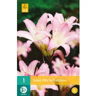 Kvetinová cibuľka Amarillis Belladonna 1 kus JUB