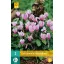 Kvetinová cibuľka Cyclamen Hederifolium 2 kusy JUB