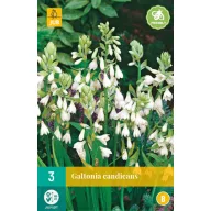 Cibuľa Galtonia Candicans (Letný hyacint) 3 ks JUB