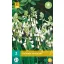 Cibuľa Galtonia Candicans (Letný hyacint) 3 ks JUB