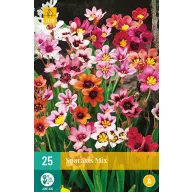 Cibuľa Sparaxis Mix (Gypsy Flower) 25 kusov JUB