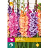 Cibuľa Gladiolus Viva La Vida (Mečový kvet) 20 kusov JUB