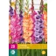 Cibuľa Gladiolus Viva La Vida (Mečový kvet) 20 kusov JUB