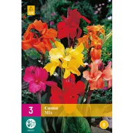 Kvetinové cibuľky Canna Mix 3 kusy JUB