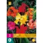 Kvetinové cibuľky Canna Mix 3 kusy JUB