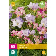 Kvetinové cibuľky Fresia Pastel Mix 50 kusov JUB