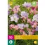 Kvetinové cibuľky Fresia Pastel Mix 50 kusov JUB
