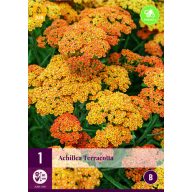  Trvalka Achillea terracotta (Rumanček obyčajný) 1 rastlina JUB