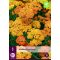 Trvalka Achillea terracotta (Rumanček obyčajný) 1 rastlina JUB