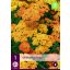 Trvalka Achillea terracotta (Rumanček obyčajný) 1 rastlina JUB