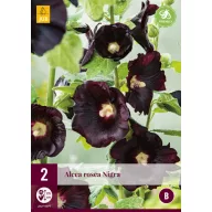 Trvalka Alcea Rosea Nigra (Malina ružová) 2 ks JUB