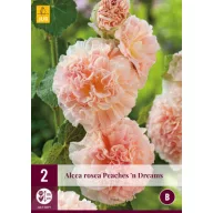   Trvalka Alcea Rosea Peaches 'n' Dreams (Malinová ruža) 2 ks JUB