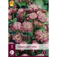 Trvalka Astrantia Major Rubra (Valley Star) 1 ks JUB