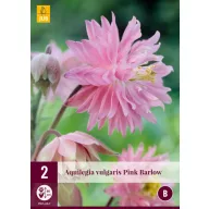 Trvalka Aquilegia Pink Barlow (Záhradný zvonček) 2 ks JUB