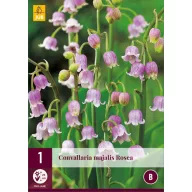 Trvalka Convallaria majalis Rosea (konvalinka) 1 JUB