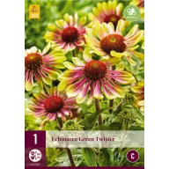 Trvalka Echinacea Green Twister 1 JUB