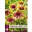 Trvalka Echinacea Green Twister 1 JUB