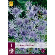 Trvalka Eryngium Jos Eijking (Iringos) 1 JUB