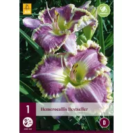 Trvalka Hemerocallis Bestseller (Kudlanka nábožná) 1 JUB