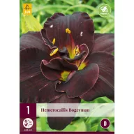 Trvalka Hemerocallis Bogeyman (Kudlanka nábožná) 1 JUB