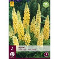Trvalka Lupinus Creme Geel/Creme Yellow (Hviezdica) 3 ks JUB