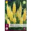 Trvalka Lupinus Creme Geel/Creme Yellow (Hviezdica) 3 ks JUB