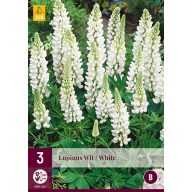 Trvalka Lupinus Wit/White (Lupinus hviezdicový) 3 ks JUB