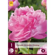 Trvalka Paeonia Alexander Fleming (Pivonka) 1 ks JUB