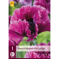 Trvalka Papaver orientale Patty's Plum (Mak) 1 kus JUB