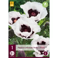 Trvalka Papaver orientale Perry's White (Mak) 1 ks JUB