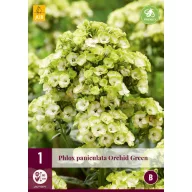 Trvalka Phlox paniculata Orchide Green (plamienok) 1 ks JUB