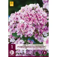 Trvalka Phlox Paniculata Sherbet Blend (Plamienok) 1 JUB