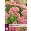 Trvalka Sedum Herbstfreude 1 JUB