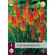Trvalka Tritoma (Kniphofia) Alcazar (Torch Lily) 1 JUB