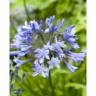 Trvalka Agapanthus Blue Giant 1 ks JUB