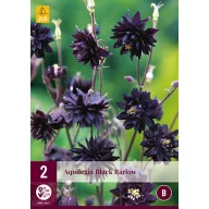 Trvalka Aquilegia Black Barlow 2 ks JUB