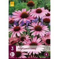 Trvalka Echinacea purpurea (kasvirág) 3 ks JUB