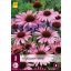 Trvalka Echinacea purpurea (kasvirág) 3 ks JUB