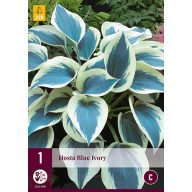 Trvalka Hosta Blue Ivory 1 ks JUB