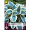 Trvalka Hosta Blue Ivory 1 ks JUB
