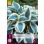 Trvalka Hosta Blue Ivory 1 ks JUB