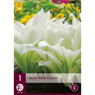 Trvalka Hosta White Feather 1 ks JUB