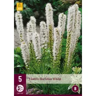 Trvalka Liatris Floristan White 5 ks JUB