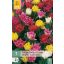 Bulb Tulip Dubbel Vroeg/Dubble Early Mix 7 ks JUB