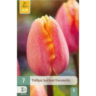 Kvetinové cibuľky Tulipán Apricot Favourite 7 kusov JUB
